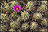 Single bloom on cactus. Big Bend National Park ( color)