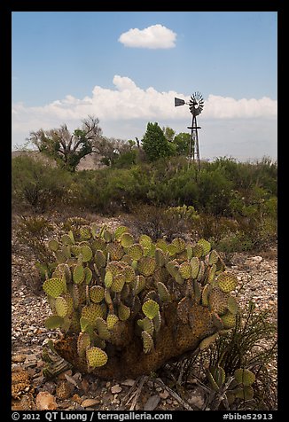 Cactus, windmill, and cottonwoods, Dugout Wells. Big Bend National Park, Texas, USA.