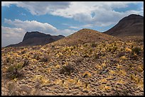 Desicatted desert plants. Big Bend National Park ( color)