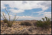 Chihunhuan Desert with dried vegetation. Big Bend National Park, Texas, USA. (color)
