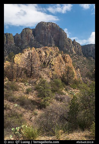 Pine trees, Chisos Mountains. Big Bend National Park (color)