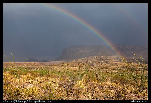 Double rainbow and ocotillos. Big Bend National Park (color)