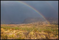 Double rainbow and ocotillos. Big Bend National Park ( color)