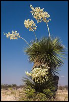 Yucca in bloom. Big Bend National Park, Texas, USA. (color)