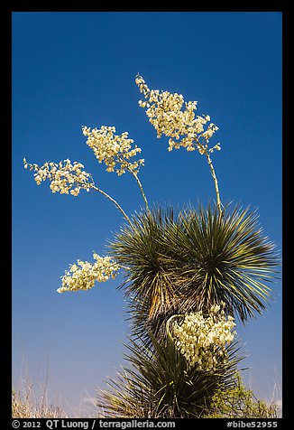 Blooming yucca. Big Bend National Park (color)