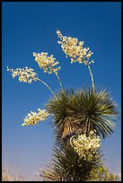 Blooming yucca. Big Bend National Park, Texas, USA. (color)