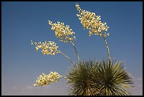 Cluster of yucca blooms. Big Bend National Park, Texas, USA. (color)