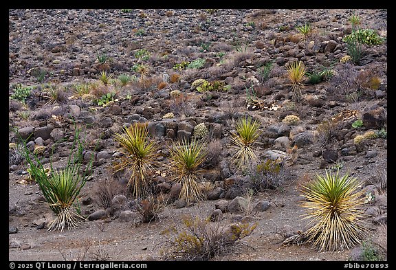 Desert slopes dotted with yucca, ocotillo, prickly pear, and scattered grasses emerge from a dark field of volcanic rocks. Big Bend National Park (color)