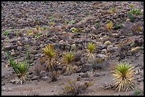 Desert slopes dotted with yucca, ocotillo, prickly pear, and scattered grasses emerge from a dark field of volcanic rocks. Big Bend National Park ( color)