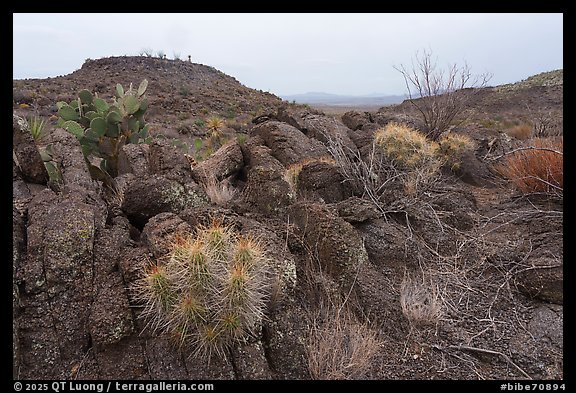 Barrel cacti and prickly pear cling to rough lava blocks, with a low mesa and hazy desert plains fading into the distance. Big Bend National Park (color)