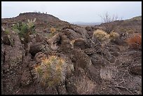 Barrel cacti and prickly pear cling to rough lava blocks, with a low mesa and hazy desert plains fading into the distance. Big Bend National Park ( color)