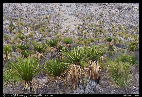 A dense stand of soaptree yucca spreads across an alluvial fan at Dagger Flats. Big Bend National Park (color)