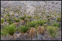 A dense stand of soaptree yucca spreads across an alluvial fan at Dagger Flats. Big Bend National Park ( color)