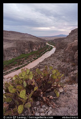 Prickly pear pads and the Rio Grande snakes from Hot Springs Canyon Rim. Big Bend National Park (color)