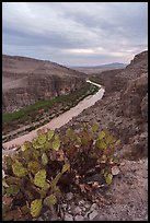 Prickly pear pads and the Rio Grande snakes from Hot Springs Canyon Rim. Big Bend National Park ( color)
