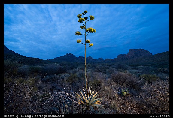 A flowering agave stalk glows against the blue hour sky. Big Bend National Park (color)