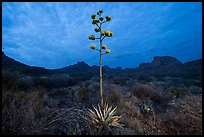 A flowering agave stalk glows against the blue hour sky. Big Bend National Park ( color)