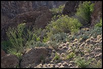 Ocotillo, prickly pear, and other Chihuahuan Desert plants crowd a rocky hillside at the mouth of a rugged canyon. Big Bend National Park ( color)