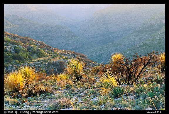 Limestone hills with yuccas, sunset. Carlsbad Caverns National Park (color)