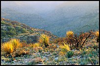 Limestone hills with yuccas, sunset. Carlsbad Caverns National Park, New Mexico, USA. (color)