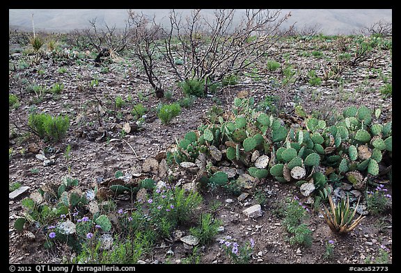 Wildflowers and cactus. Carlsbad Caverns National Park, New Mexico, USA.