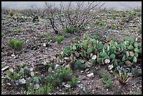 Wildflowers and cactus. Carlsbad Caverns National Park ( color)