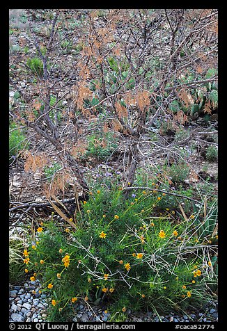 Wildflowers and shrubs. Carlsbad Caverns National Park, New Mexico, USA.