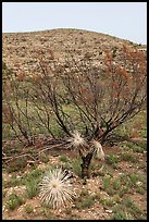 Burned yuccas and trees. Carlsbad Caverns National Park ( color)