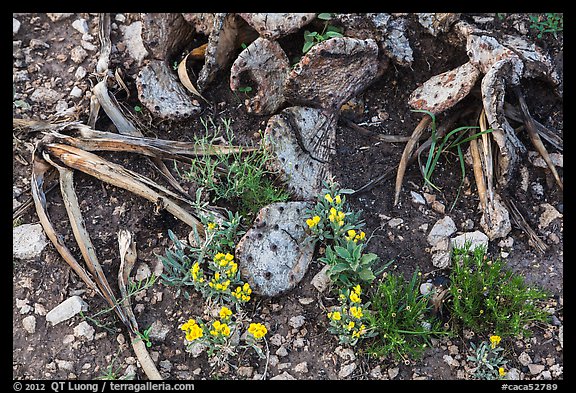 Close-up of flowers and burned cactus. Carlsbad Caverns National Park (color)