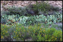 Wildflowers, prickly pear cactus, and rock wall. Carlsbad Caverns National Park ( color)