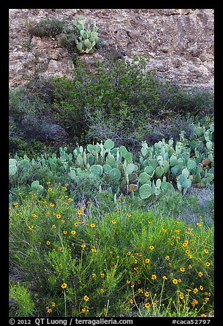Wildflowers, cactus, shrubs, and rock. Carlsbad Caverns National Park (color)