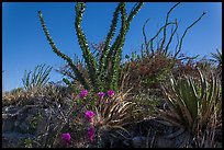 Flowering cactus and  ocotillos. Carlsbad Caverns National Park, New Mexico, USA. (color)