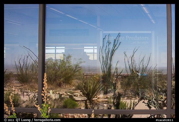 Ocotillos, yuccas and cactus, visitor center window reflexion. Carlsbad Caverns National Park (color)
