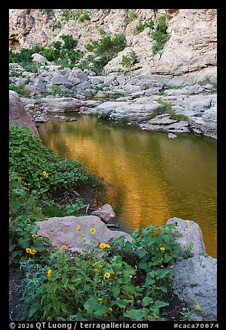 Yellow wildflowers frame a still, green pool reflecting sunlit canyon walls. Carlsbad Caverns National Park (color)