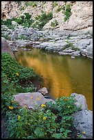 Yellow wildflowers frame a still, green pool reflecting sunlit canyon walls. Carlsbad Caverns National Park ( color)