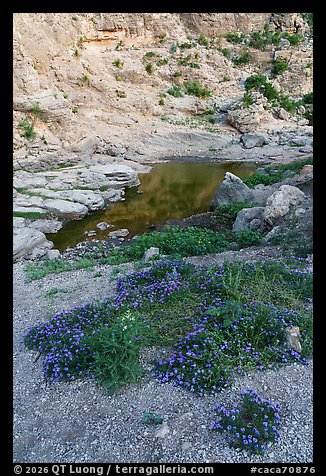Clumps of purple flowers spill down the gravel slope toward a shrinking desert waterhole. Carlsbad Caverns National Park (color)