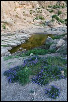 Clumps of purple flowers spill down the gravel slope toward a shrinking desert waterhole. Carlsbad Caverns National Park ( color)