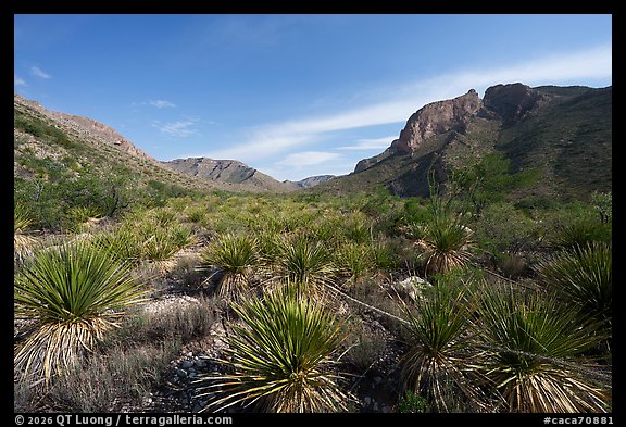 Field of spiky yucca crowns and rugged cliffs, Slaughter Canyon. Carlsbad Caverns National Park (color)