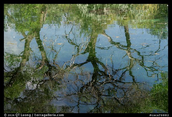 Twisted tree branches and bright foliage ripple as reflections on the surface of Rattlesnake Springs. Carlsbad Caverns National Park (color)