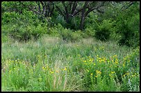 Meadow of yellow wildflowers spreading toward dense cottonwood and mesquite, Rattlesnake Springs. Carlsbad Caverns National Park ( color)