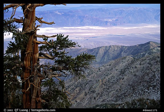 Bristlecone Pine tree near Telescope Peak. Death Valley National Park (color)