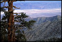 Bristlecone Pine tree near Telescope Peak. Death Valley National Park, California, USA. (color)