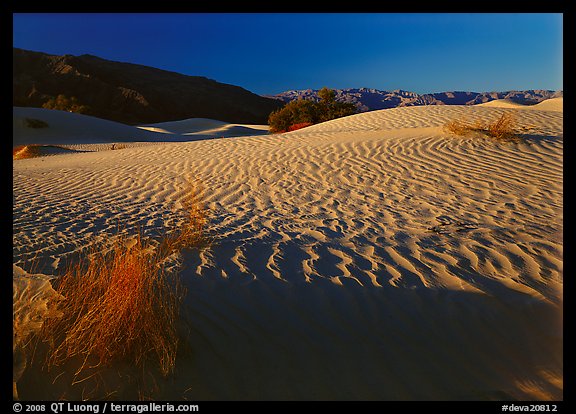 Ripples on Mesquite Dunes, early morning. Death Valley National Park (color)