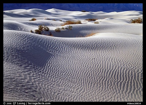 Sand dunes and bushes. Death Valley National Park, California, USA.