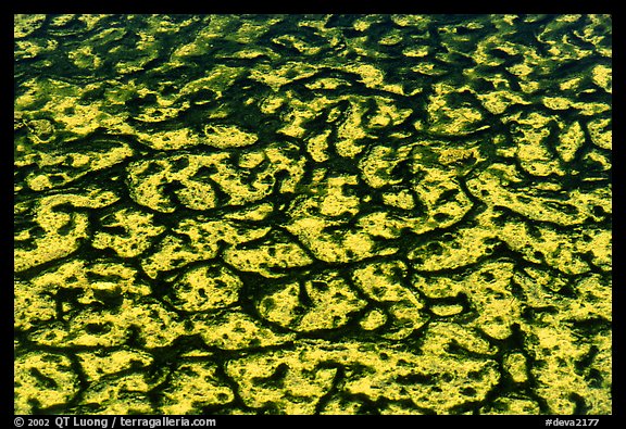 Algae in rare permanent water source. Death Valley National Park, California, USA.
