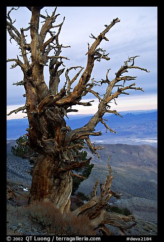 Bristlecone Pine tree near Telescope Peak. Death Valley National Park (color)