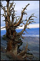 Bristlecone Pine tree near Telescope Peak. Death Valley National Park ( color)