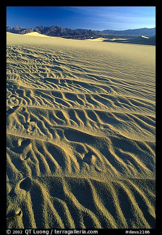 Ripples on Mesquite Sand Dunes, early morning. Death Valley National Park, California, USA.