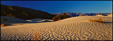 Desert landscape with sand ripples, Mesquite dunes. Death Valley National Park (Panoramic color)