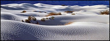 Expense of sand dunes with mesquite bushes. Death Valley National Park (Panoramic color)